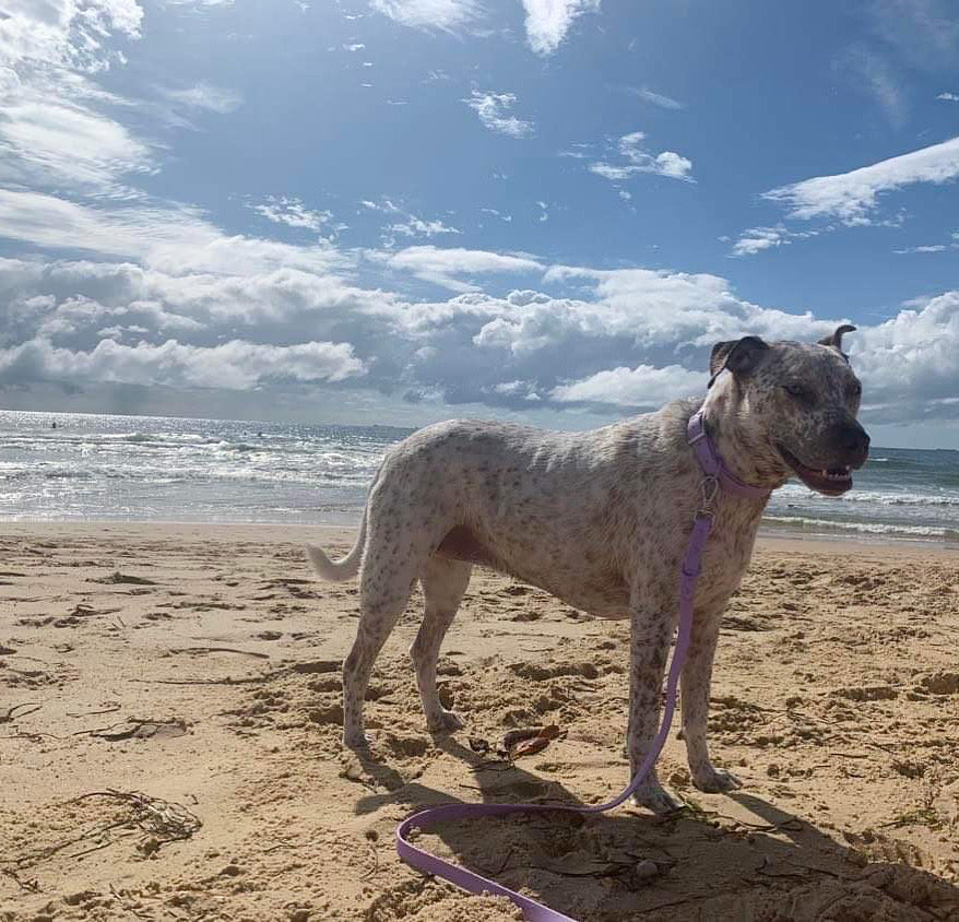 Waterproof Collar - Purple